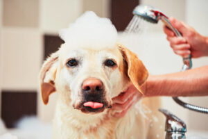 Why Grooming Is Important to Your Pet’s Health
