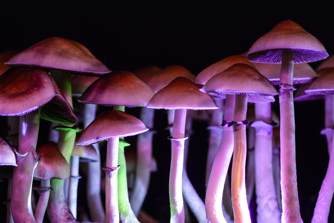 What should first-time users know before trying shroom edibles?